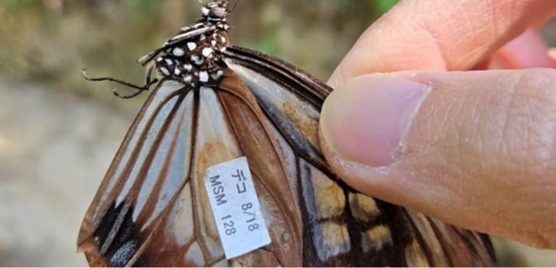 Una mariposa exótica bate un récord migratorio tras volar 3,000 km