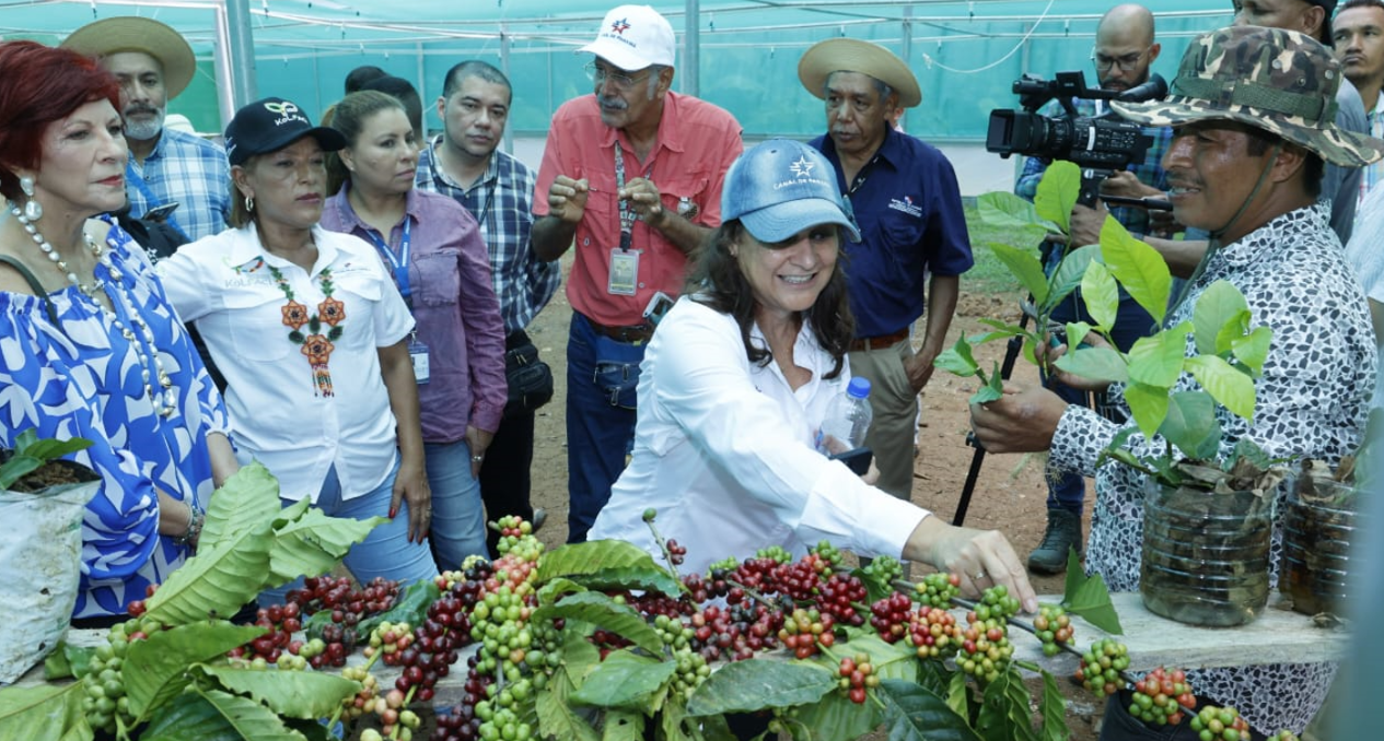 Productores de Capira dan inicio a la zafra del café 2025