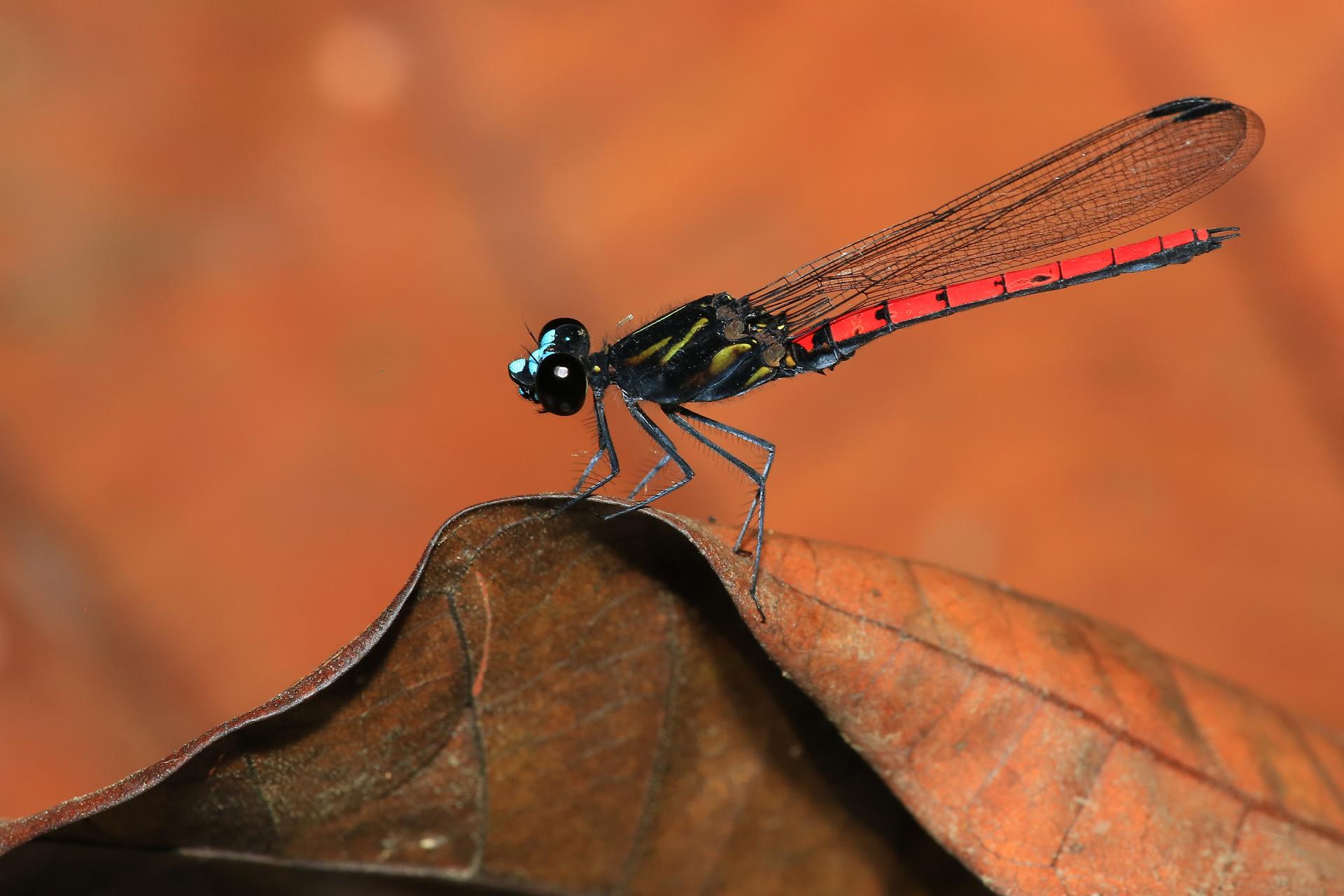 Un 24% de las especies de fauna en ecosistemas de agua dulce está en riesgo de extinción