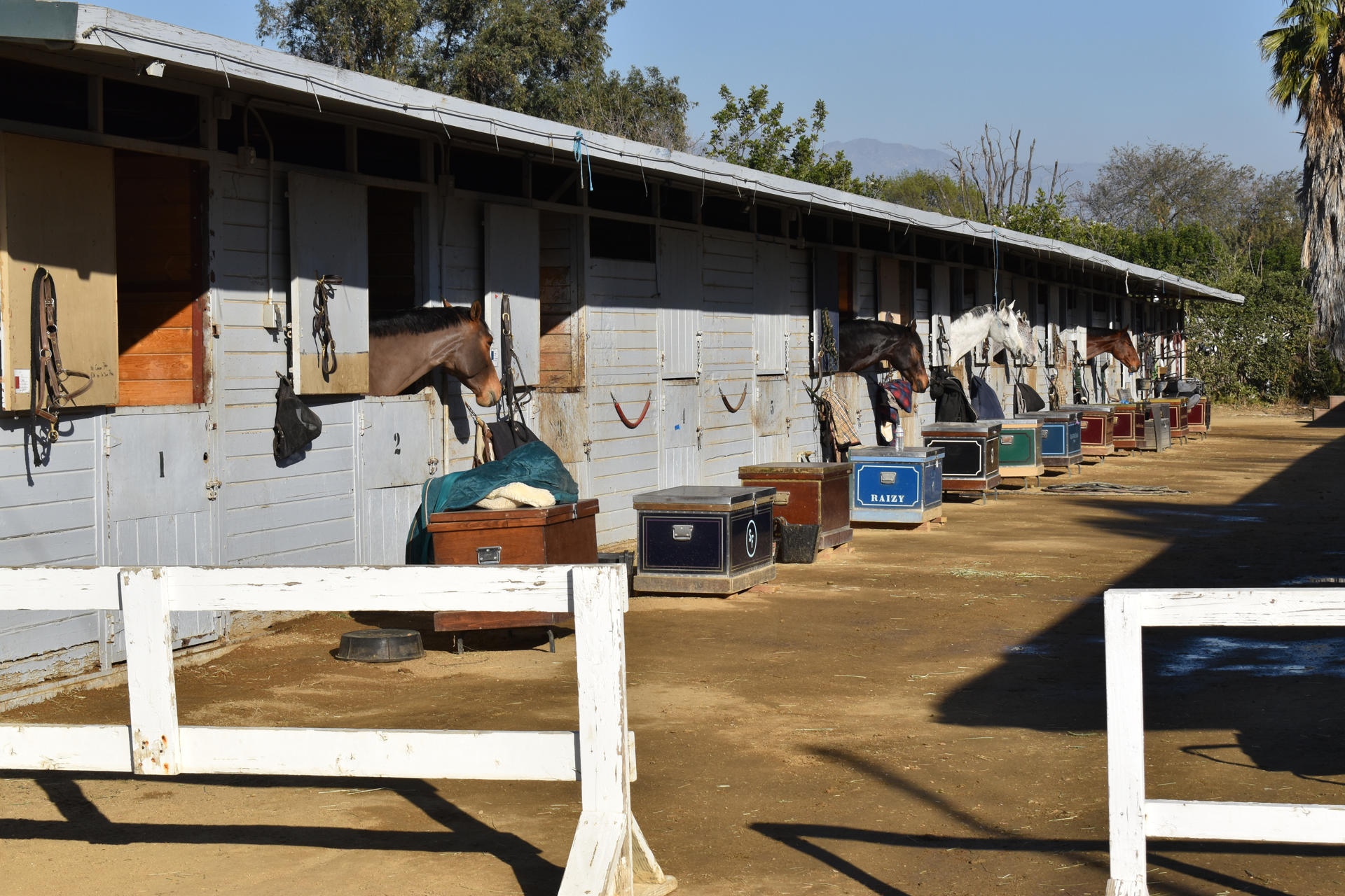 Los refugios de animales se llenan en Los Ángeles en medio de los voraces incendios