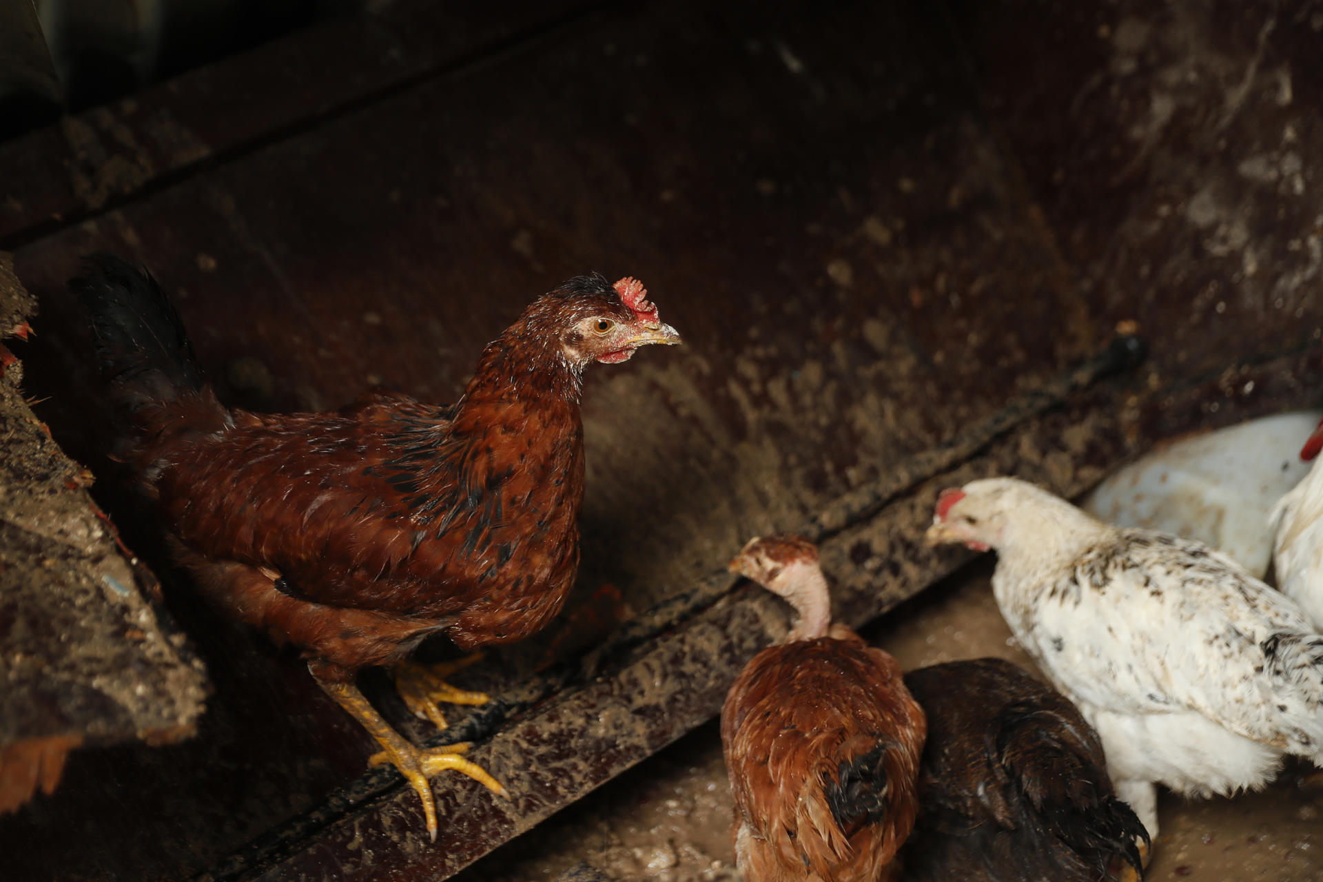 Alquilar una gallina, una moda en auge en EE UU