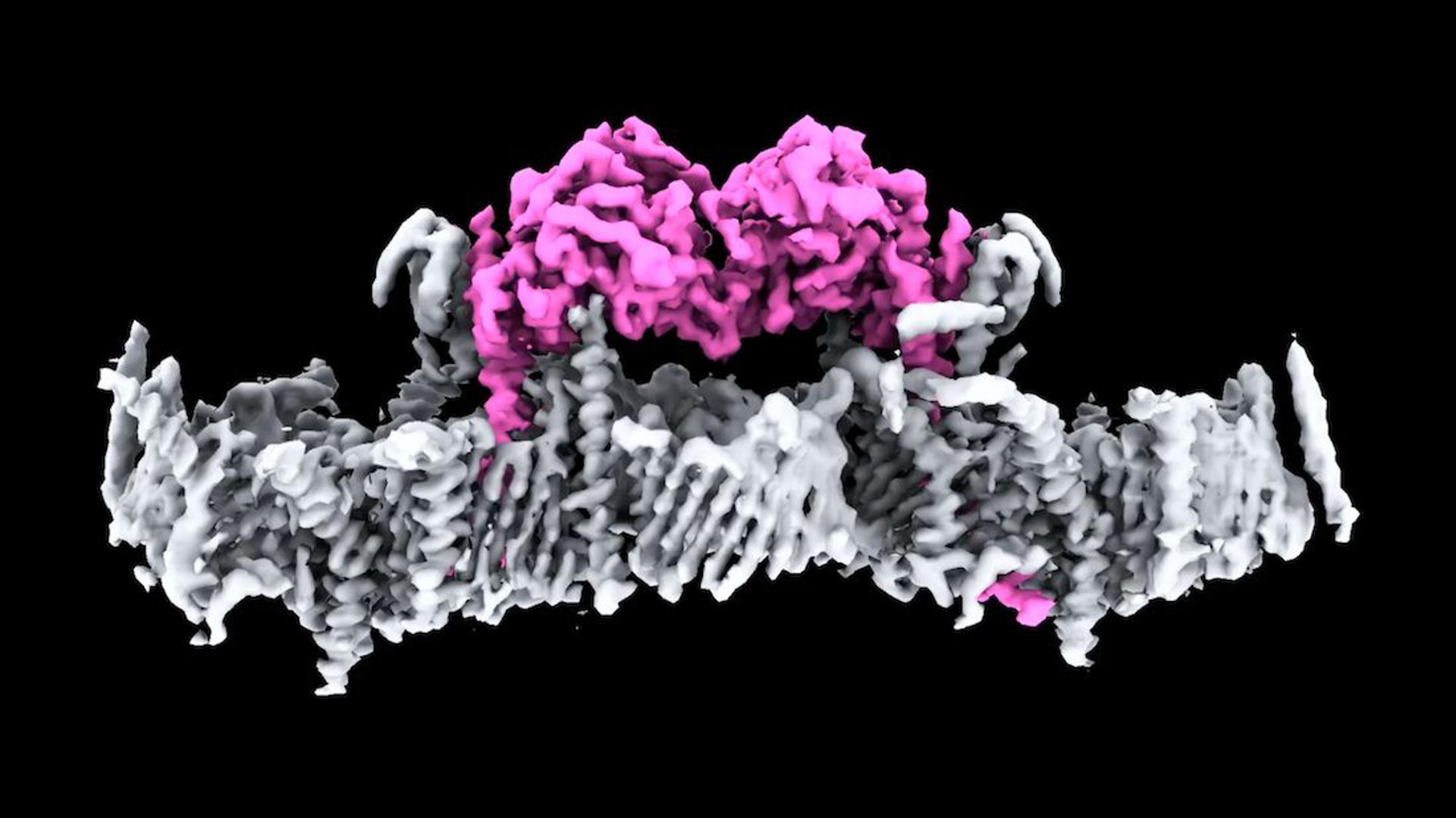 Descrita una proteína directamente vinculada al párkinson que no se había visto antes