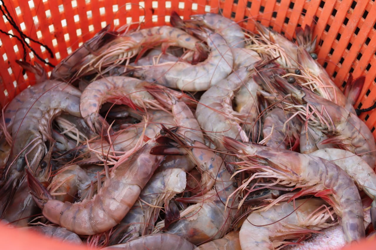 Productos del mar panameños lideran exportaciones este 2025