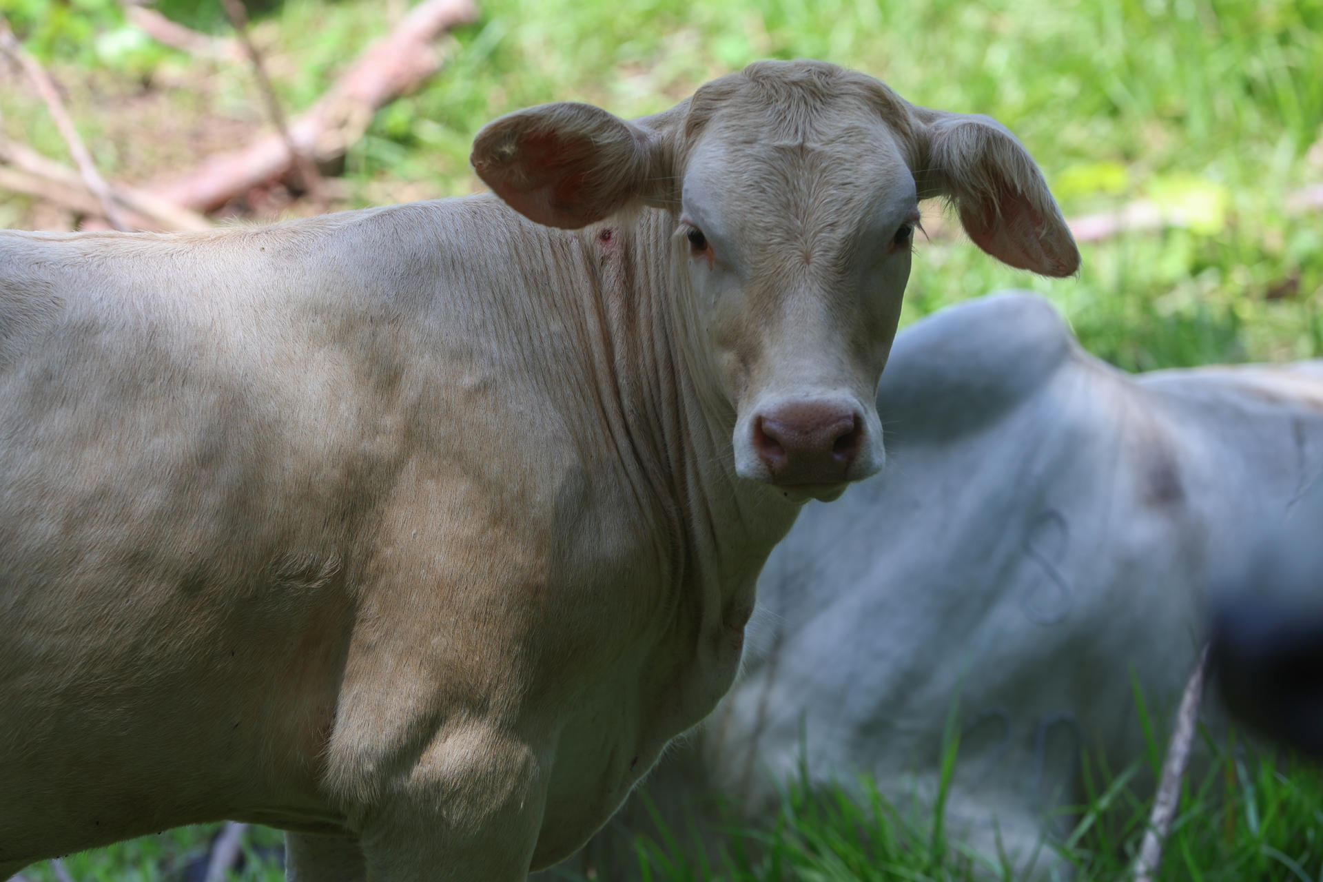 Centroamérica, México y EE UU unen esfuerzos para combatir el gusano barrenador