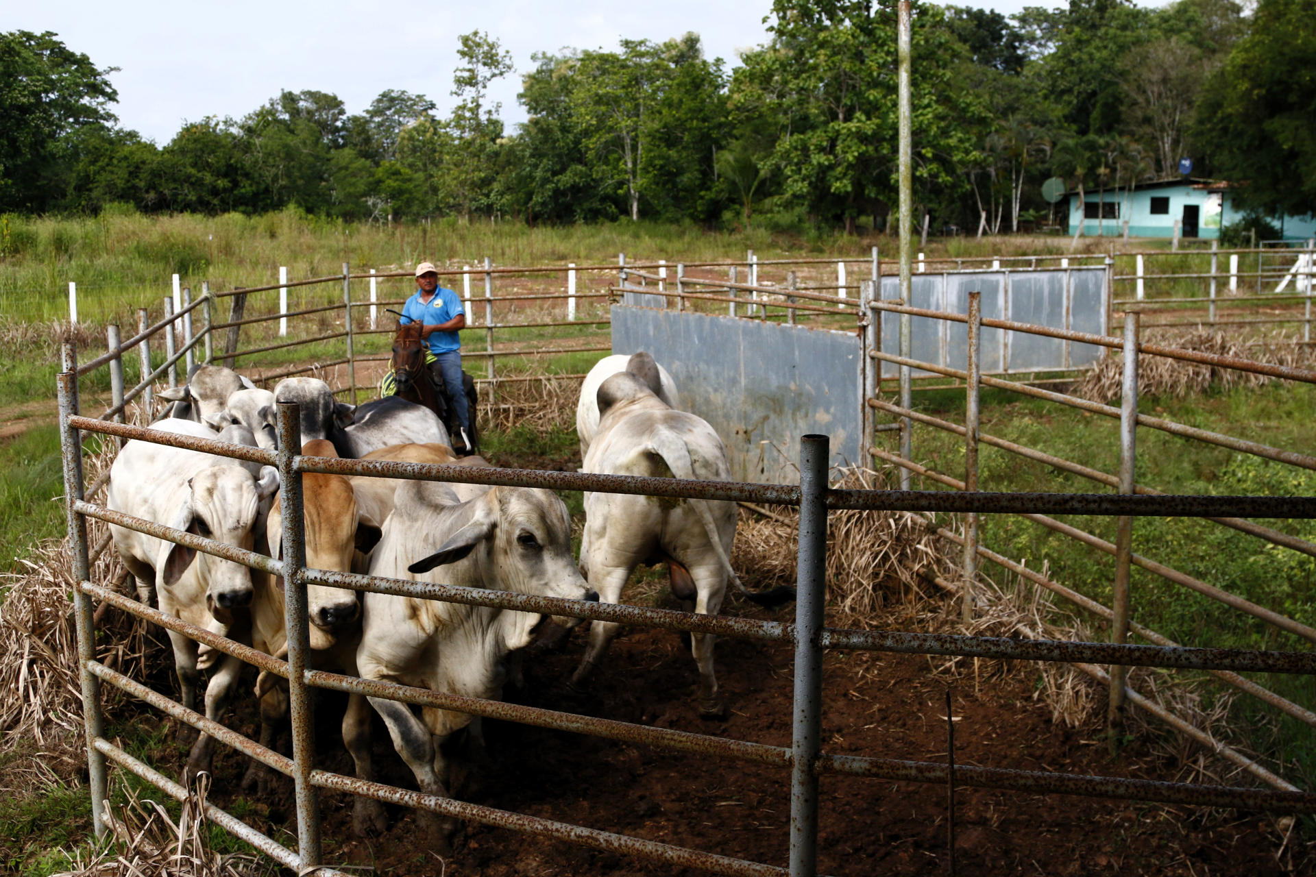 Gusano barrenador rompió la barrera que lo frenaba en Panamá