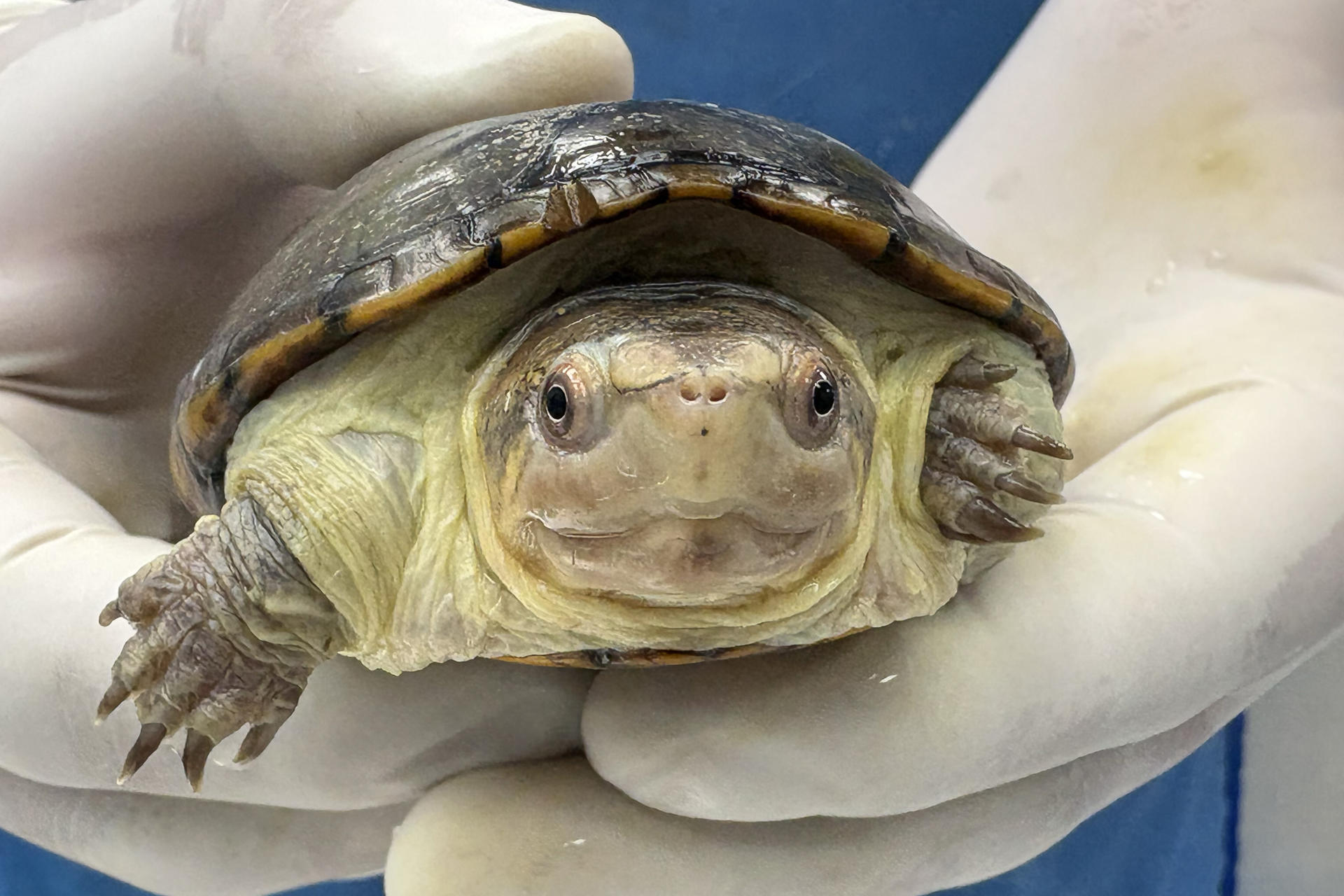 México reproduce en cautiverio especie de tortuga más pequeña del mundo