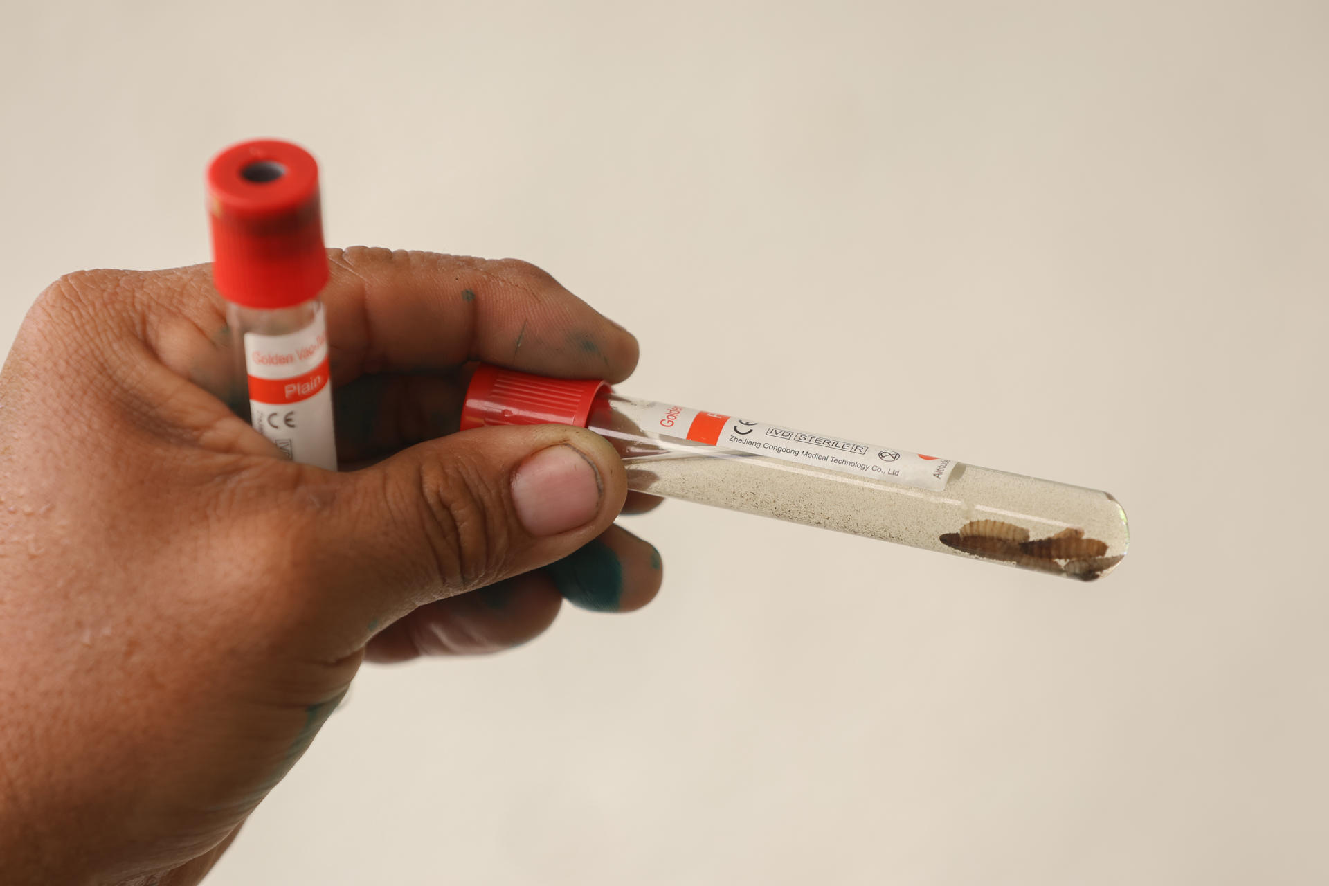 Panamá refuerza la lucha contra el gusano barrenador con el apoyo de EE UU