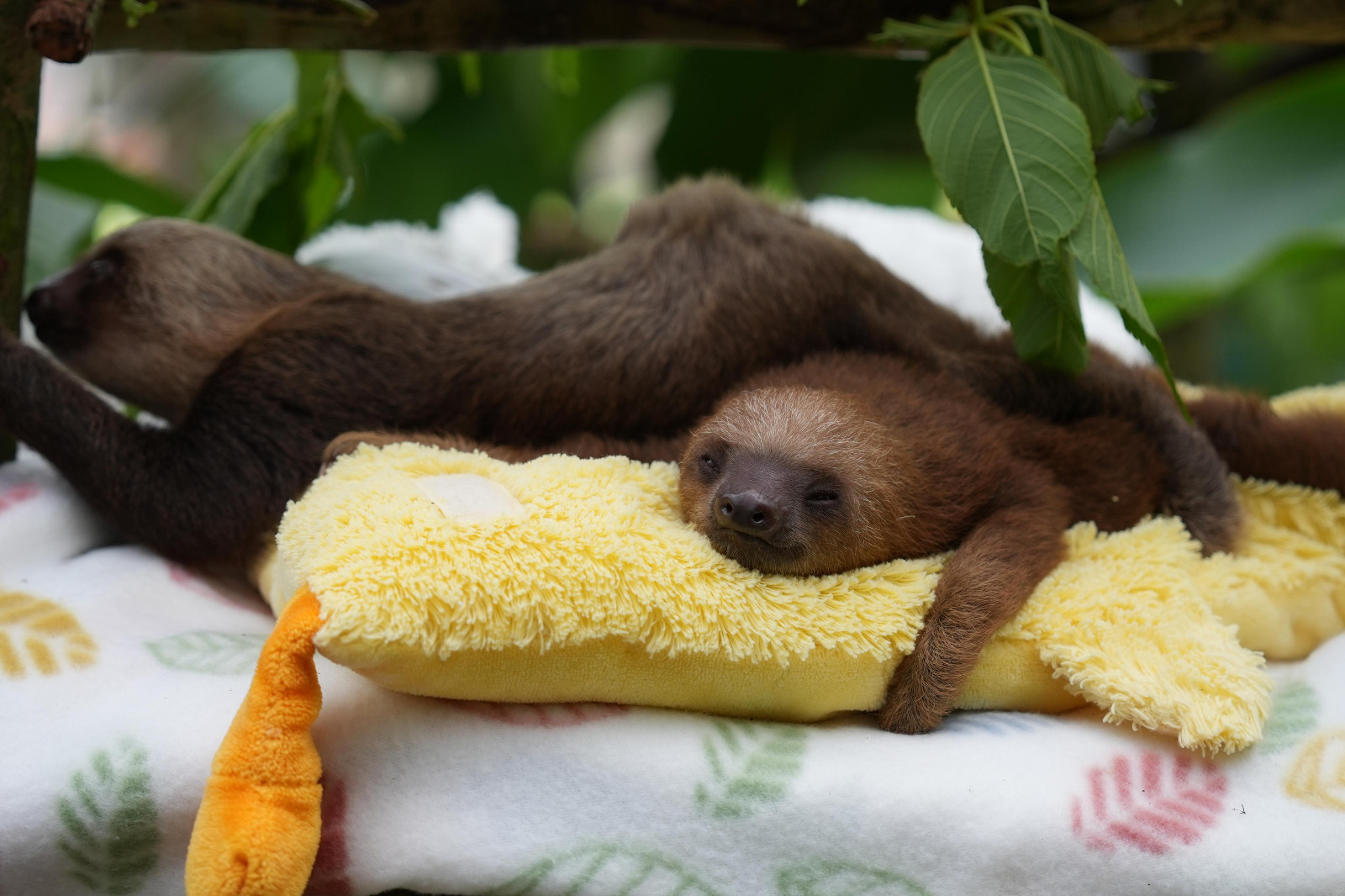 Panamá fortalece la protección de los perezosos con nuevo centro especializado