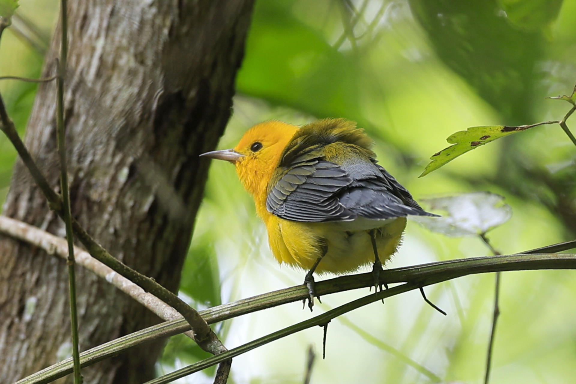Invertirán $1.3 millones en proyectos para conservar aves y ampliar áreas protegidas
