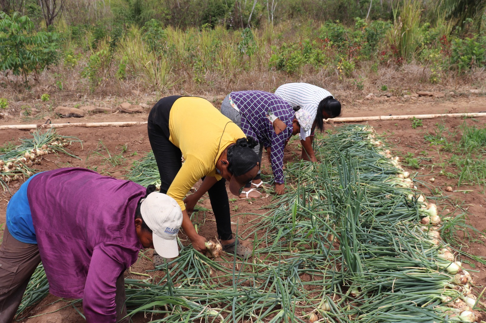 Lanzan programa piloto para capacitar a mujeres indígenas en agricultura sostenible