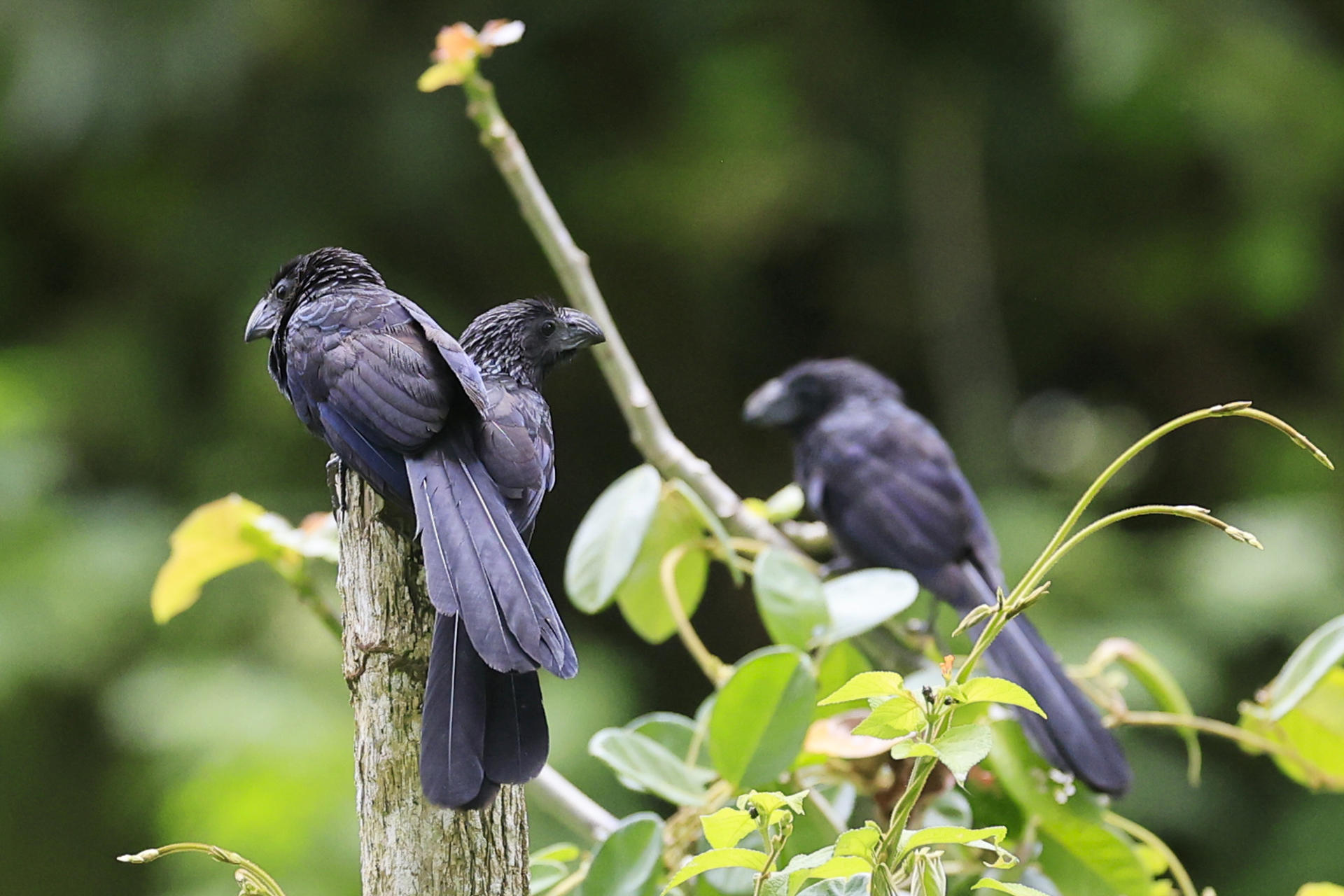Panamá será sede de 11 cumbres y foros ambientales globales hasta el 2027