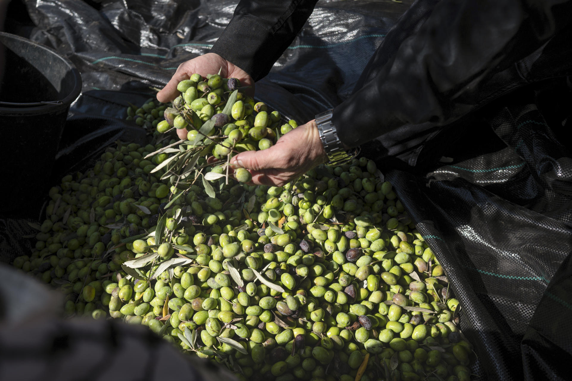 Cosecha de aceitunas, bajo asedio de colonos en la Cisjordania palestina