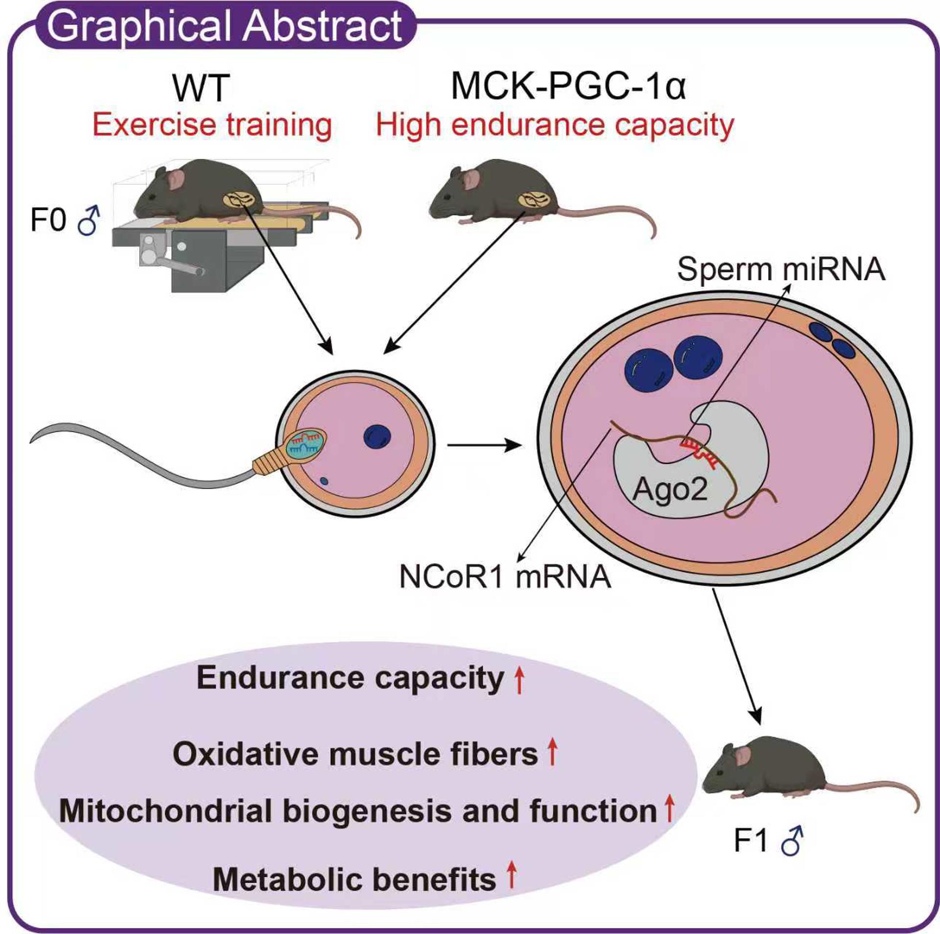 Describen cómo la tendencia a hacer ejercicio se trasmite de padres a hijos