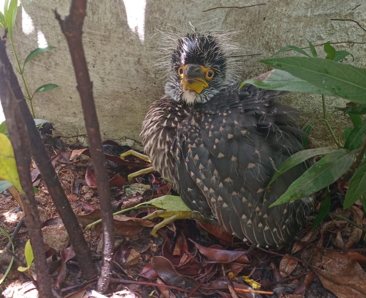 Rescatan una veintena de ejemplares de animales salvajes en Ciudad de Panamá