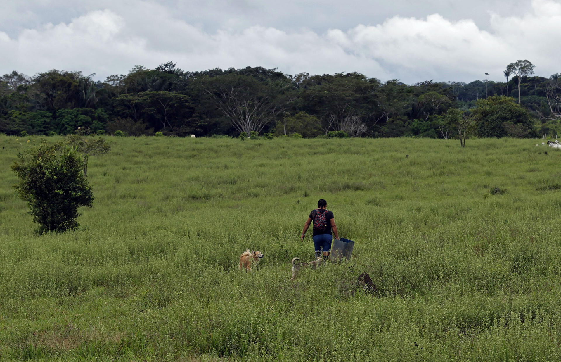 Deforestación global disminuye, pero la pérdida de bosques sigue siendo una amenaza