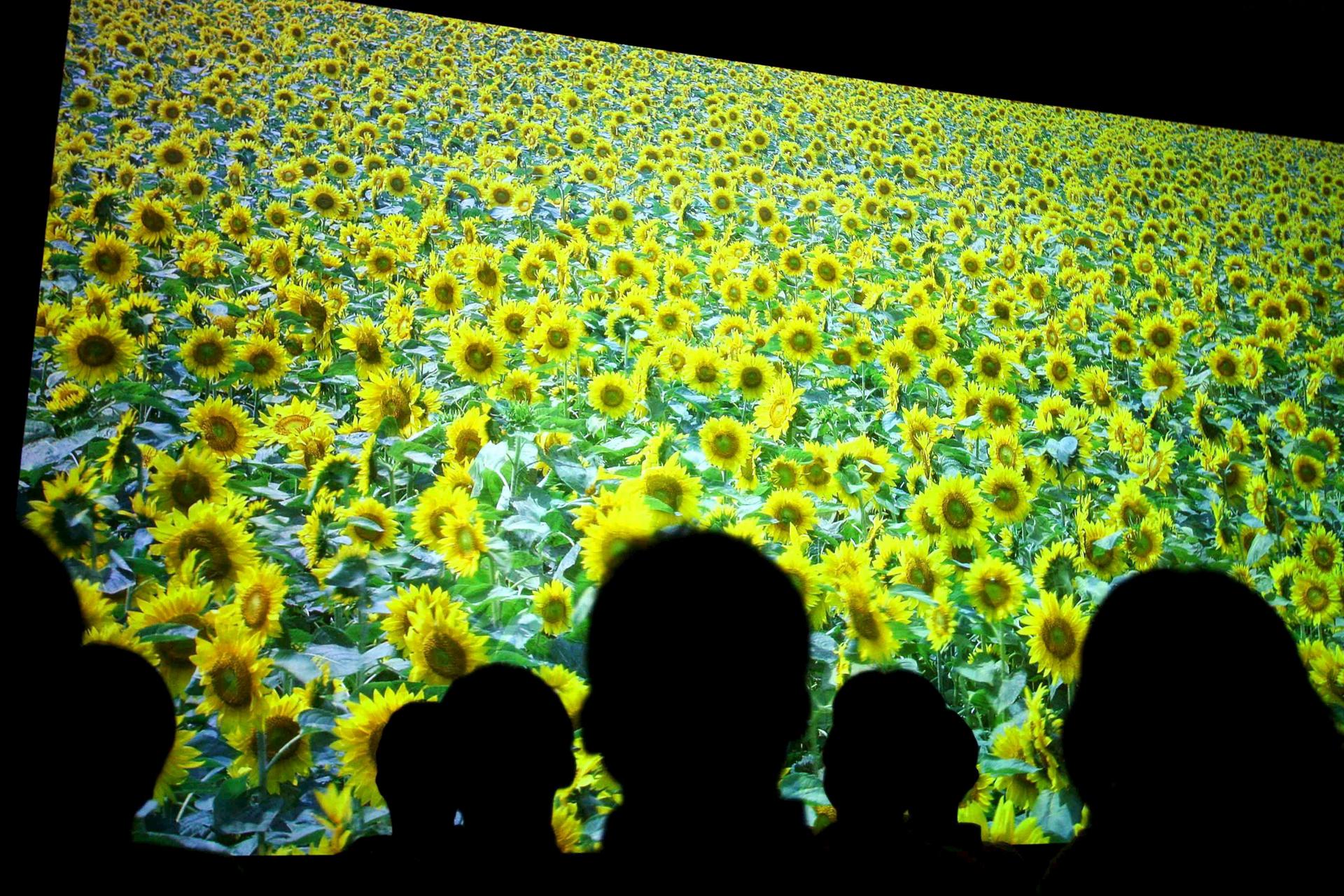 El ojo humano no distingue diferencias entre televisores 4K y 8K en condiciones normales