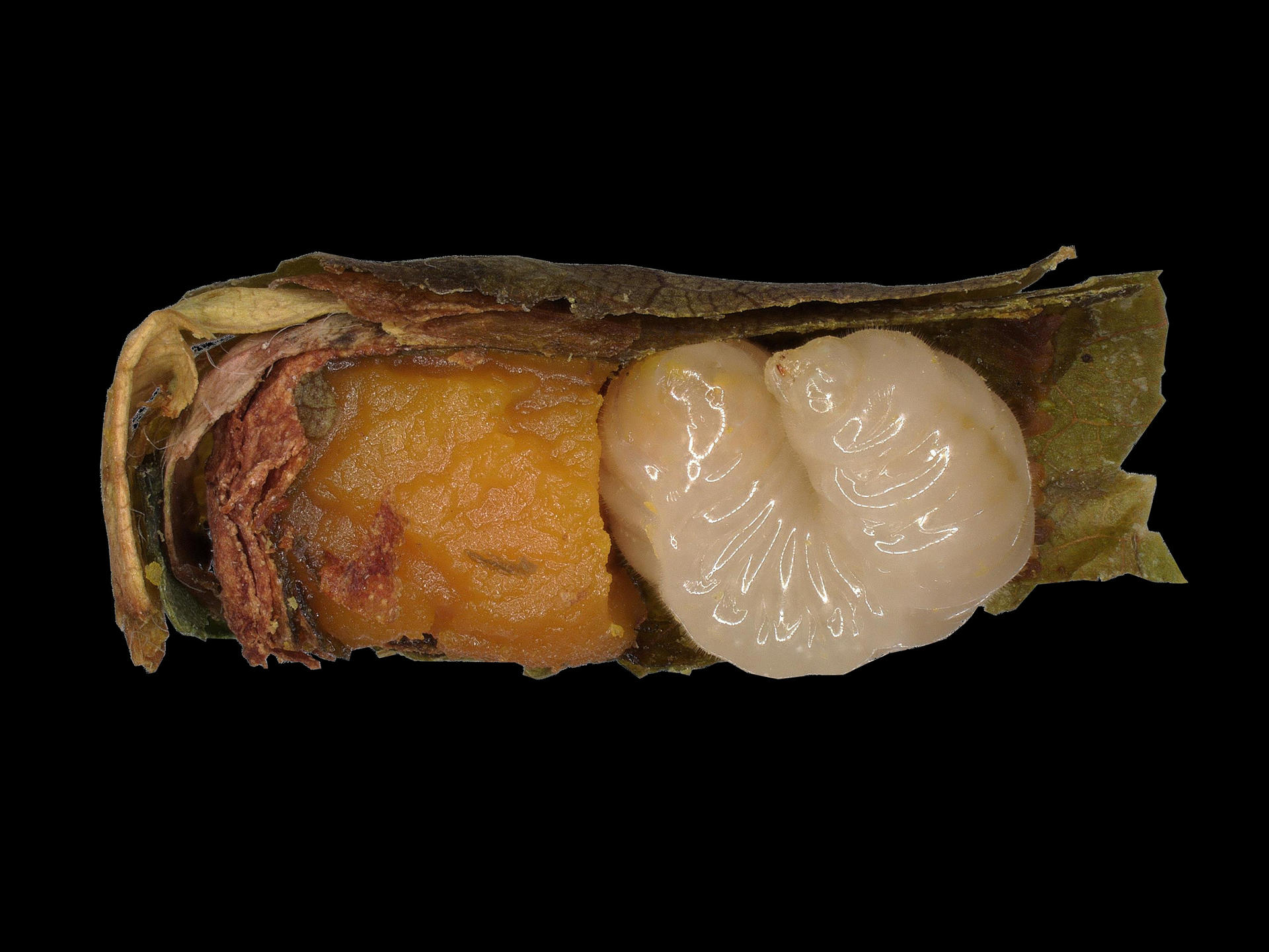 Falta de alimento acelera la metamorfósis en las abejas