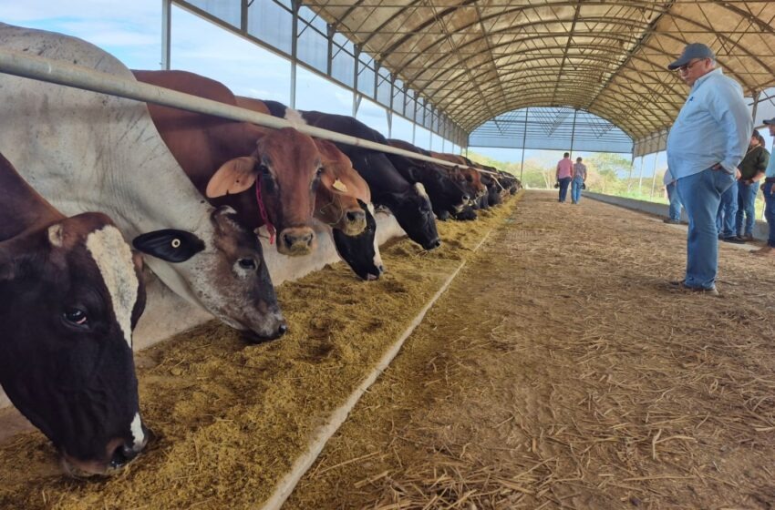 Sector ganadero enfrenta retos de insumos, TPC y empleo para garantizar sostenibilidad