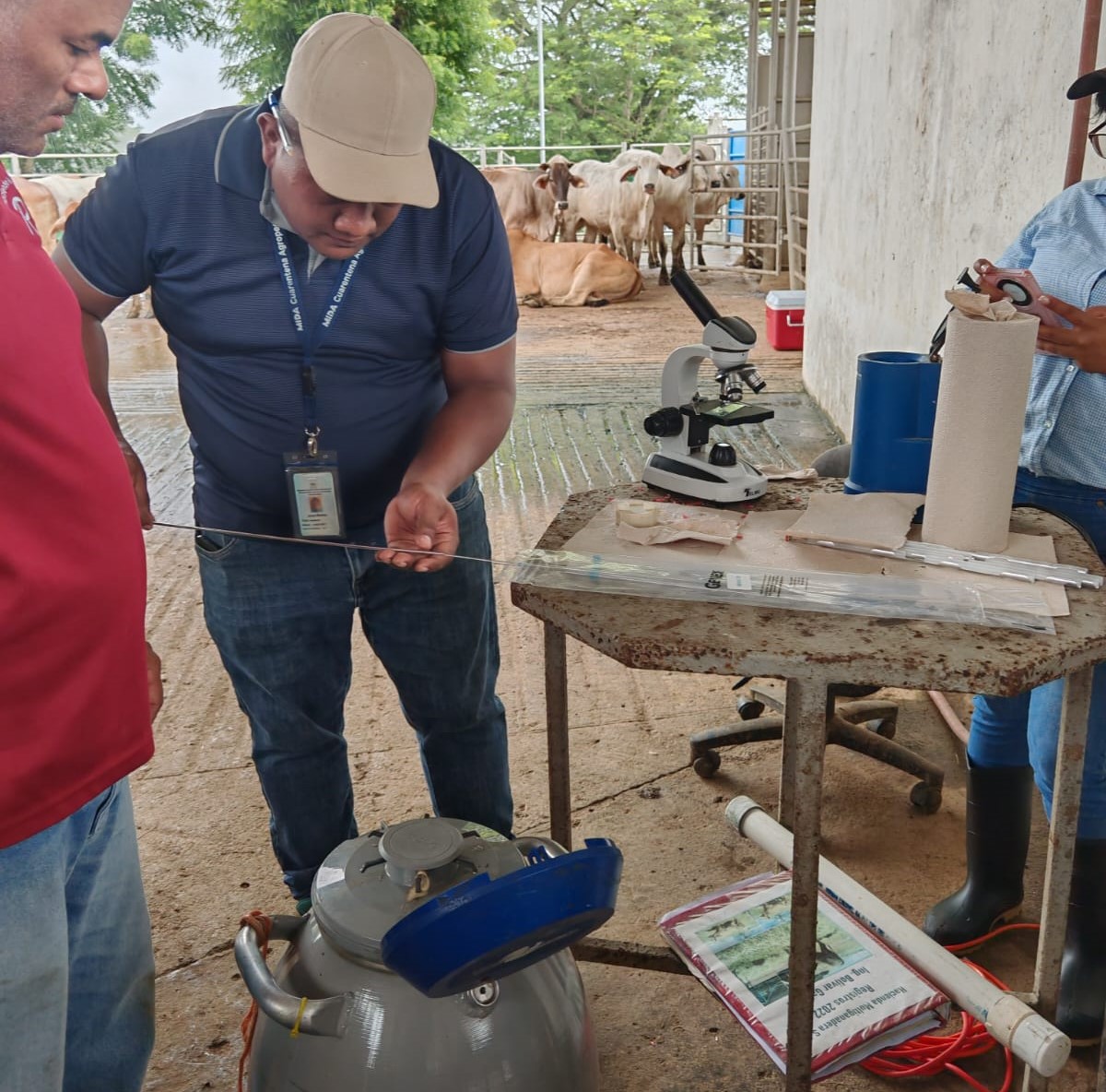 Inseminación artificial impulsa mejoramiento genético de hato ganadero