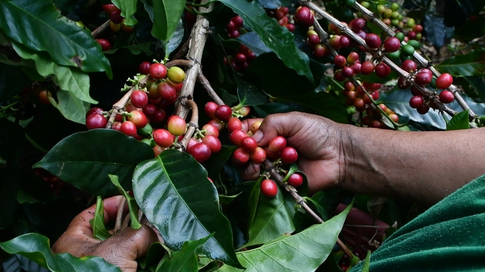 Panamá promociona el café más caro del mundo a FITUR 2026