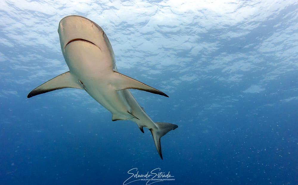 Panamá prohíbe exportación de especies de tiburones y rayas amenazadas