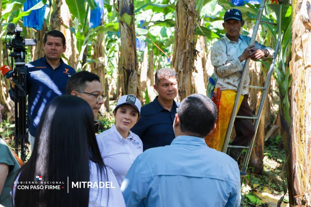 Sector bananero en Bocas del Toro registra 1,600 contratos activos y 967 adicionales