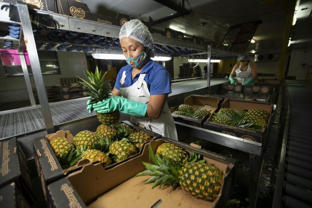 Certificaciones fitosanitarias impulsan crecimiento de exportaciones agropecuarias