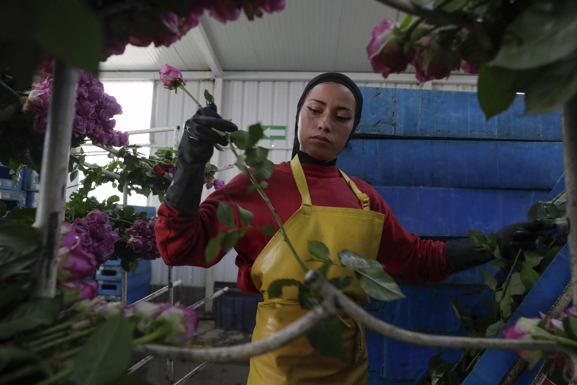 Mujeres colombianas, el corazón detrás de las flores que conquistan el mundo en San Valentín