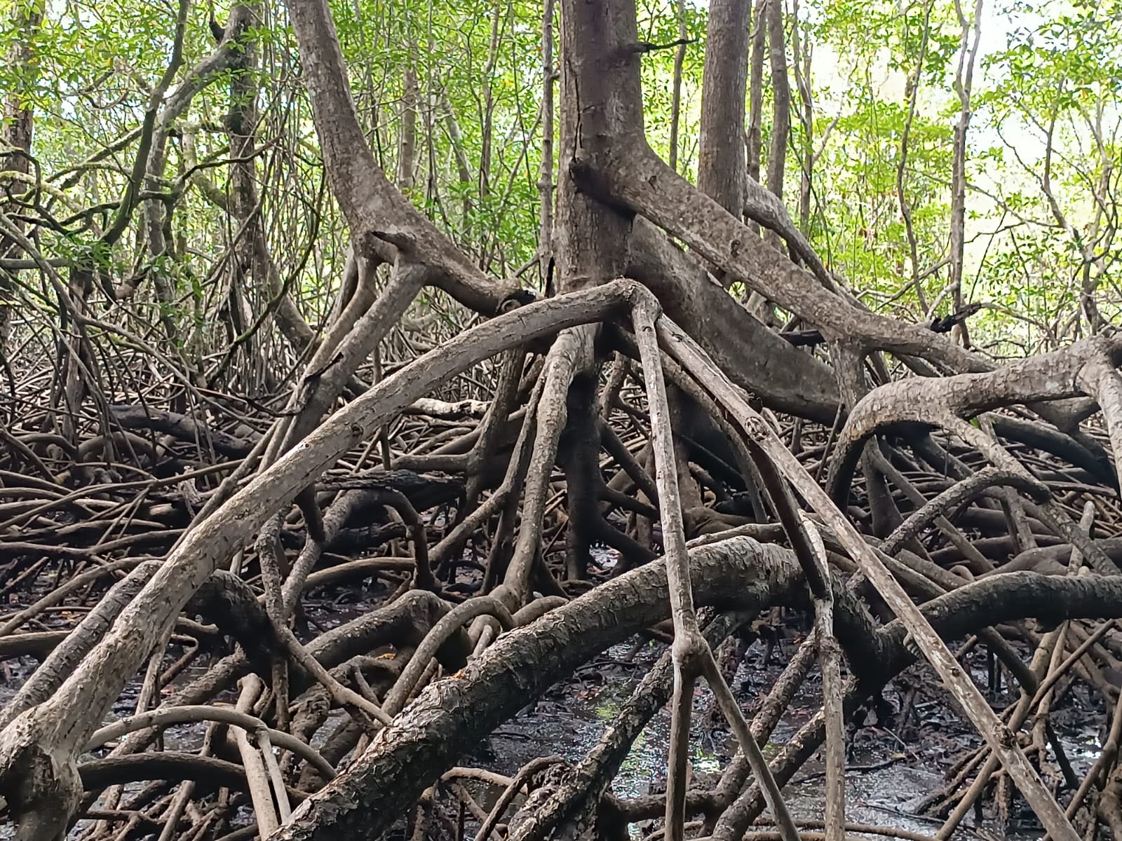 Panamá destaca la importancia de los humedales en su día mundial