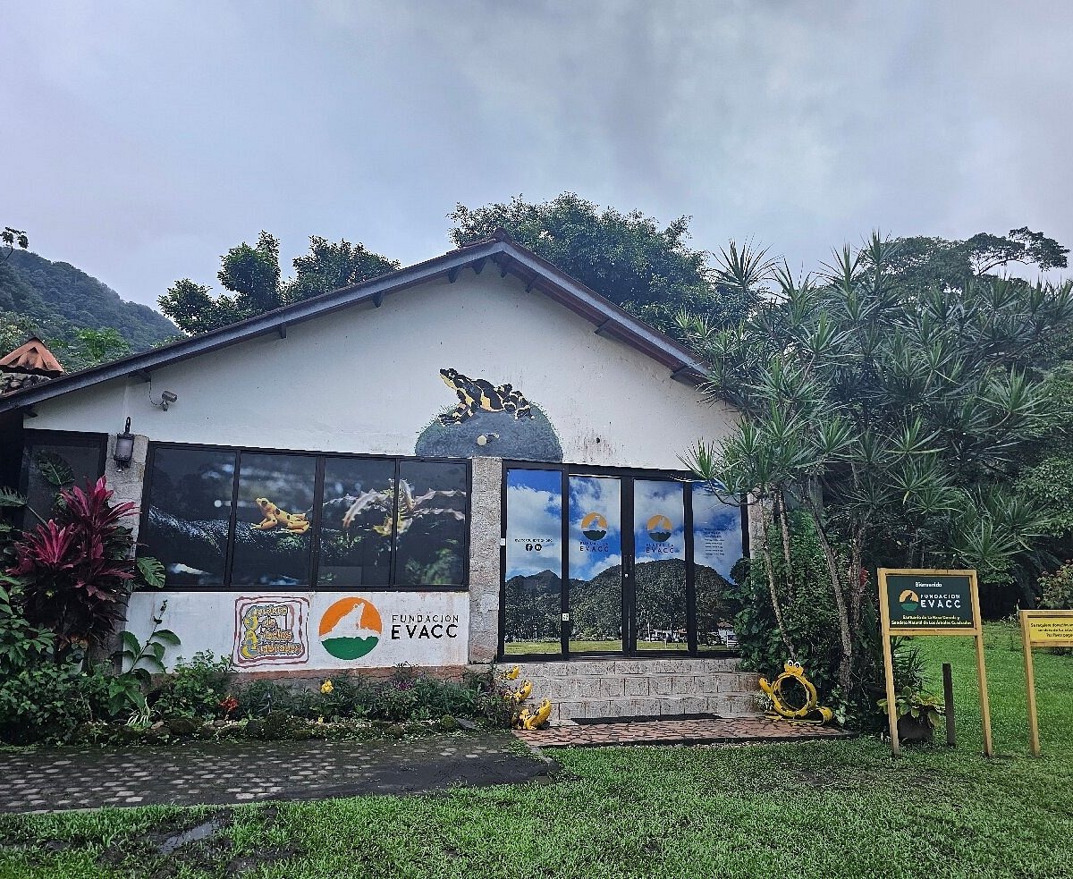 Hurto de cables en centro de conservación de la rana dorada provoca pérdida de ejemplares
