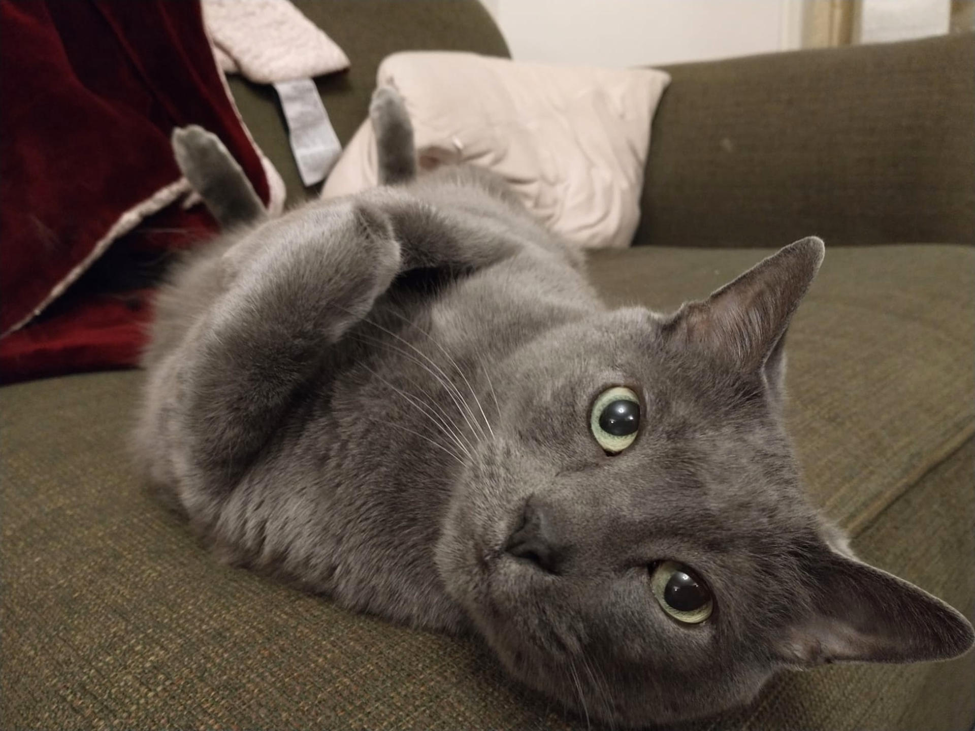 Estudio revela que cáncer en gatos comparte claves genéticas con cáncer humano