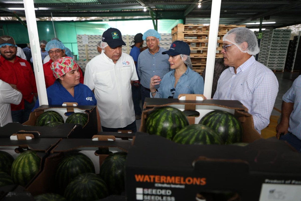 Panamá impulsa exportación de sandía y melón hacia Europa desde la provincia de Herrera