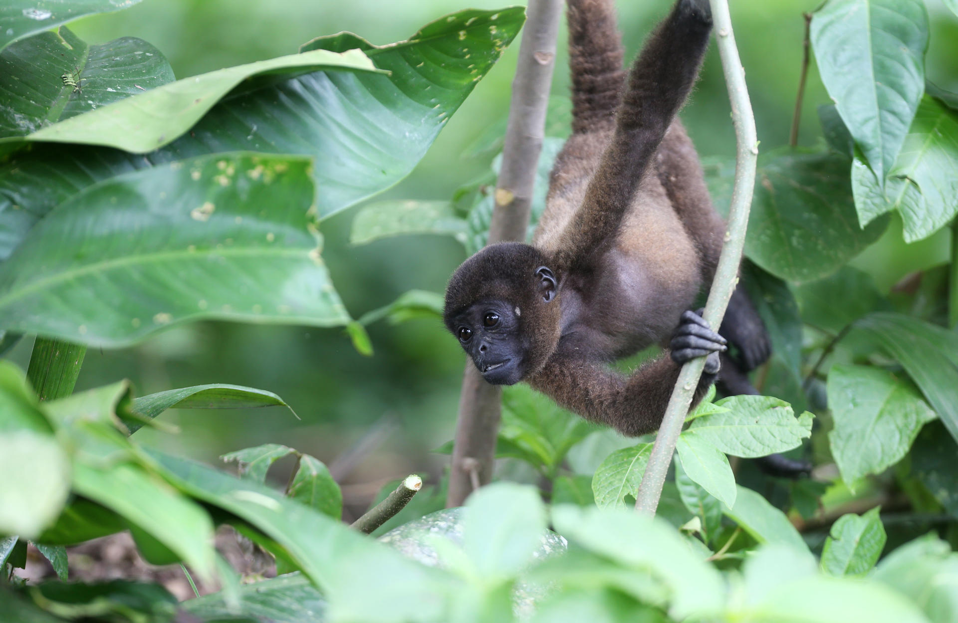 Desarrollan un algoritmo de IA que identifica especies animales arbóreas en la Amazonía