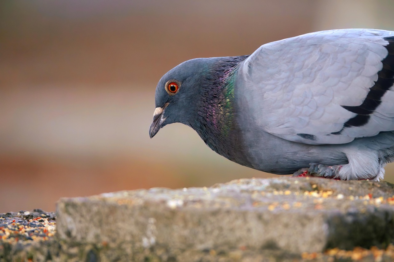 Palomas espías, el último proyecto del instituto universitario dirigido por la hija de Putin