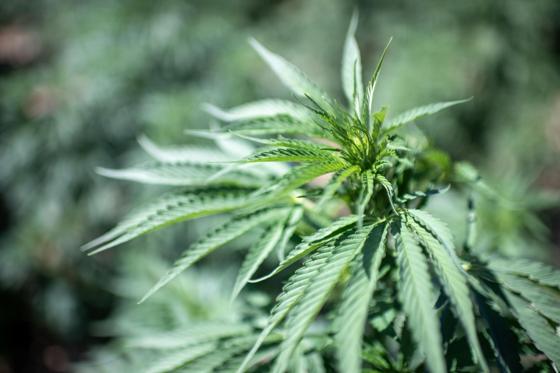 Cannabis aumenta inflamación cerebral en episodios psicóticos