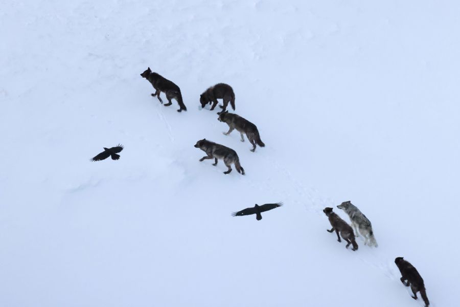 Los lobos matan y los cuervos recuerdan dónde