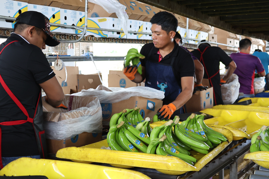 Chiquita prueba empacadoras de banano como parte del proceso de reactivación en Panamá