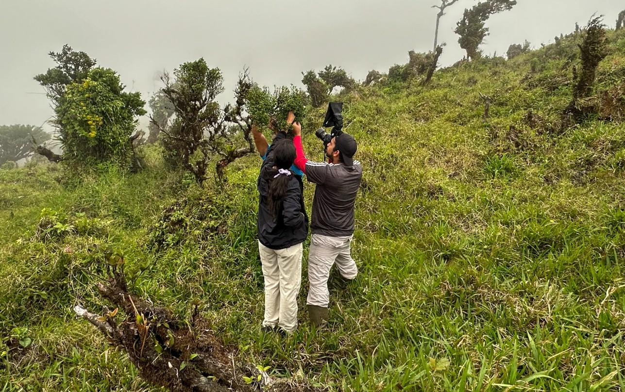 Descubren nueva especie de árbol en Panamá en peligro crítico