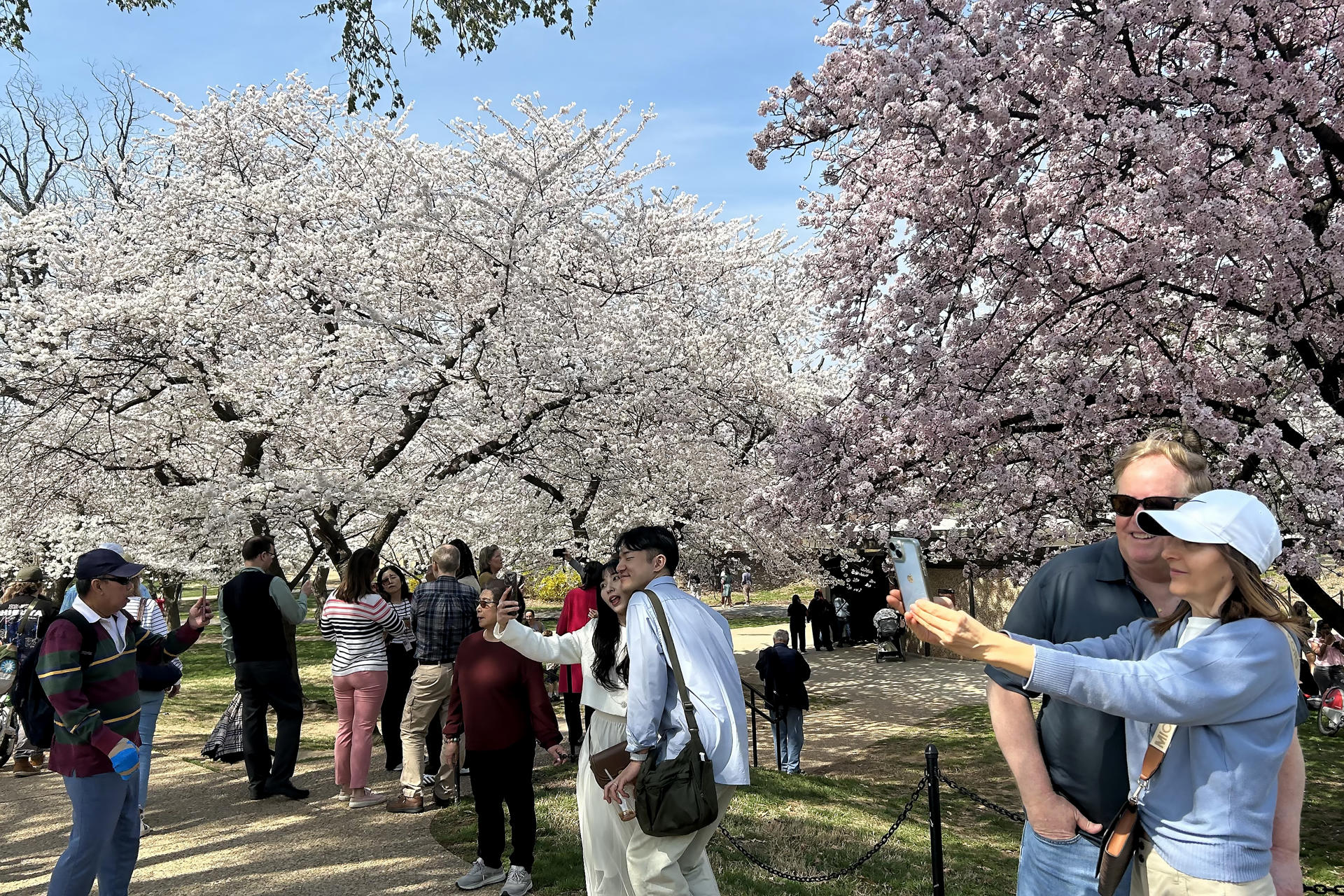Washington florece antes de lo previsto y se llena de visitantes por la temporada de cerezos