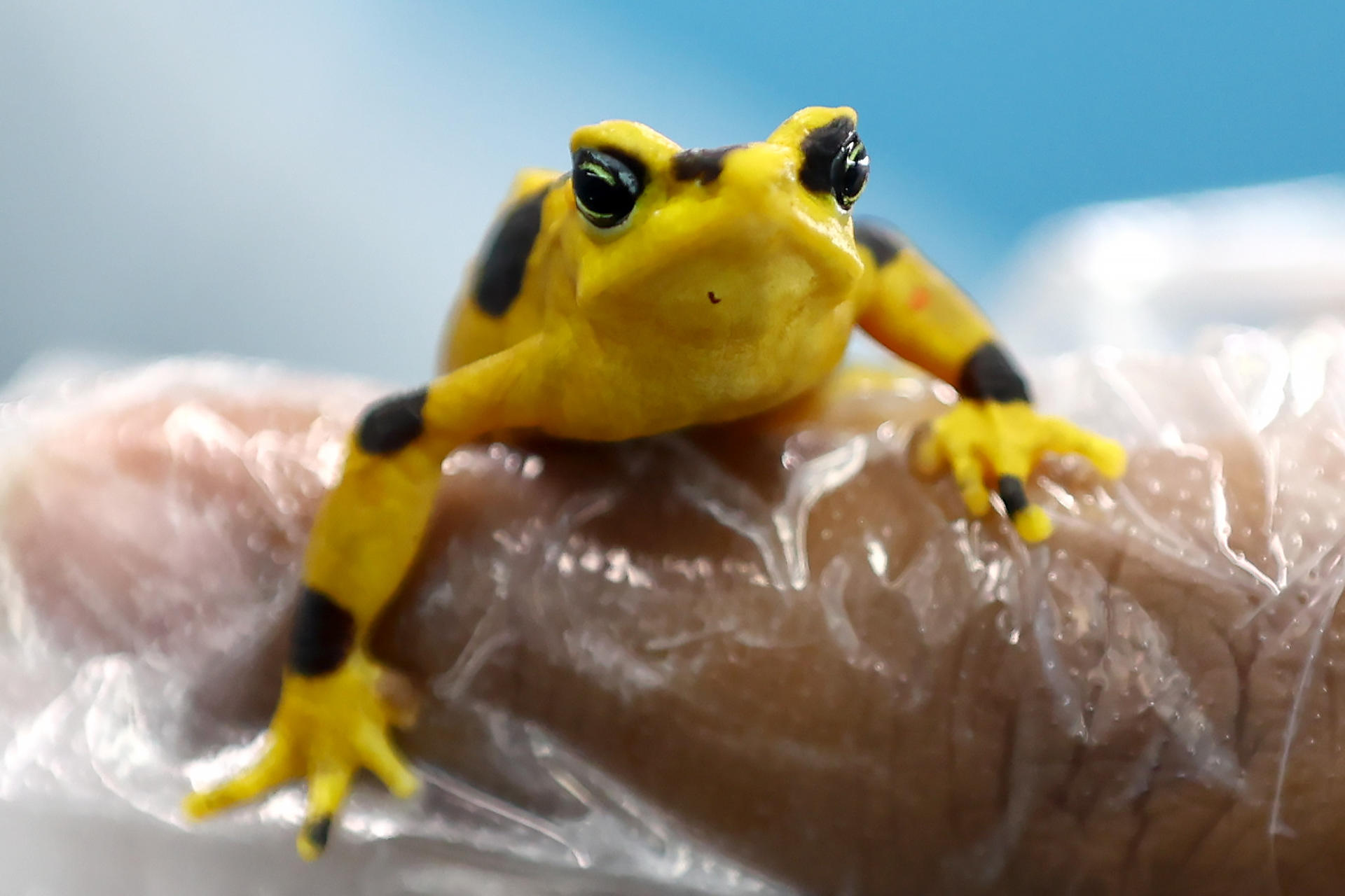 Rana dorada panameña regresa a su hábitat natural en Panamá