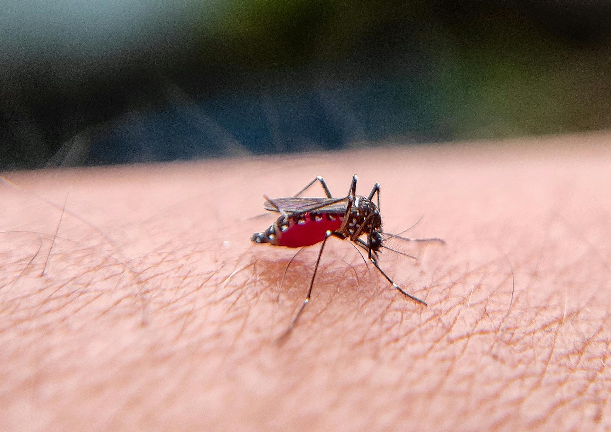 La malaria determinó distribución de primeras poblaciones humanas