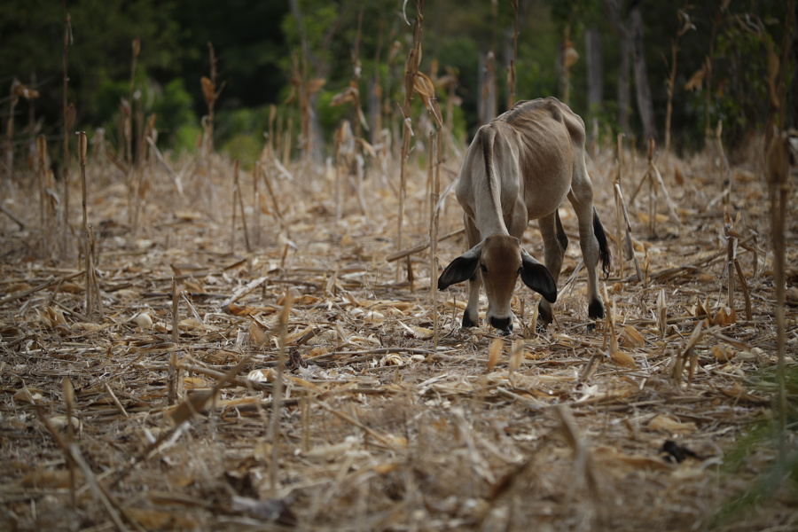 ONU alerta que 'El Niño' aumenta la inseguridad alimentaria en América Latina y el Caribe