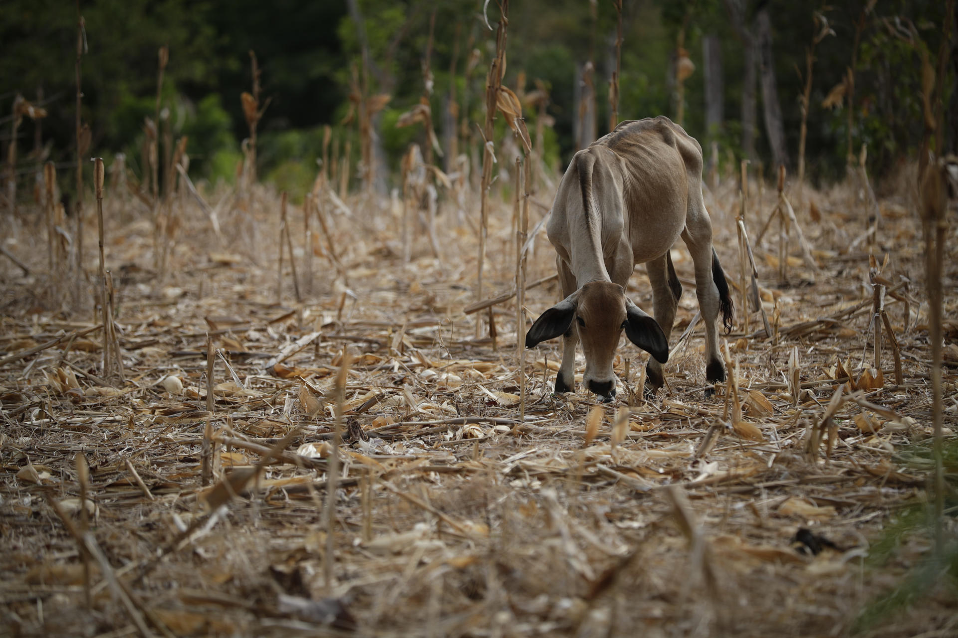ONU alerta que El Niño aumenta inseguridad alimentaria en América Latina