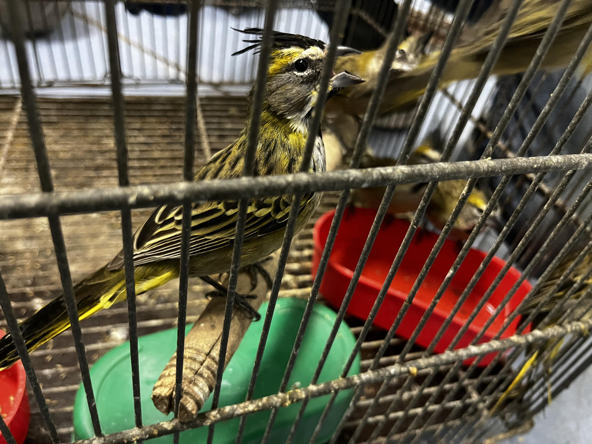 Demanda de mascotas exóticas dispara el tráfico ilegal de reptiles y aves en Latinoamérica