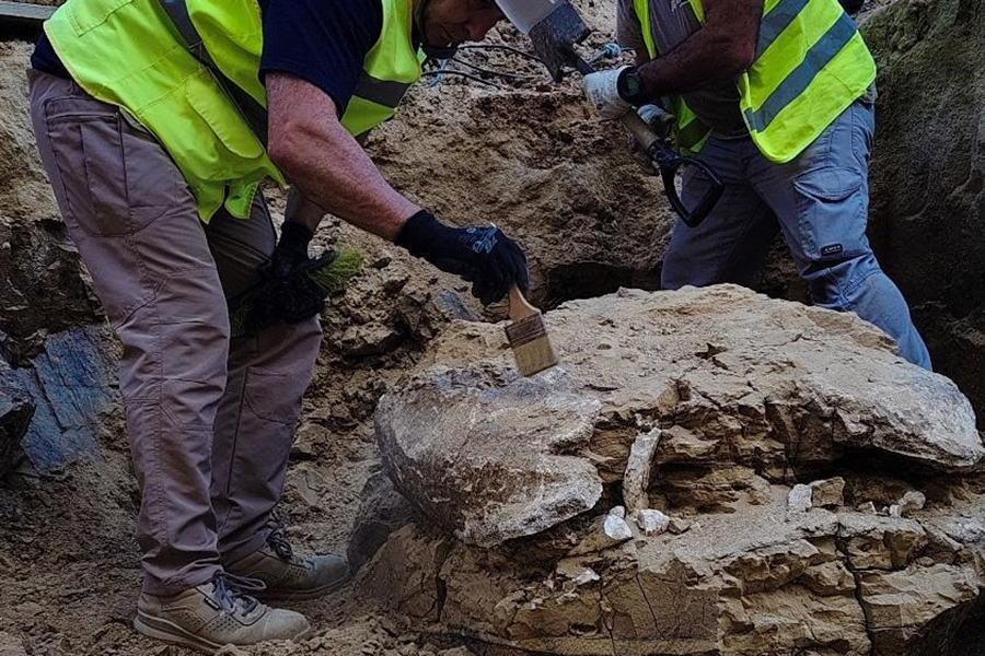 Hallan restos de una tortuga de más de 15 millones de años en las obras en un edificio del Ayuntamiento de Madrid