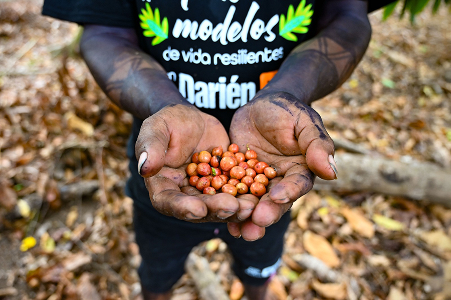 Manos que siembran futuro en Cerro Naipe: la transformación de una comunidad en Darién