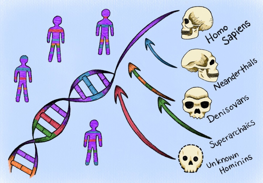 Un nuevo enfoque computacional identifica ADN humano heredado de ancestros "fantasma"