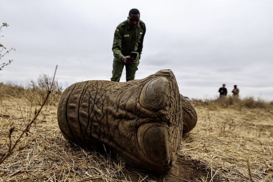 ¿Veneno o enfermedad? Una polémica envuelve la misteriosa muerte de 18 elefantes en Kenia