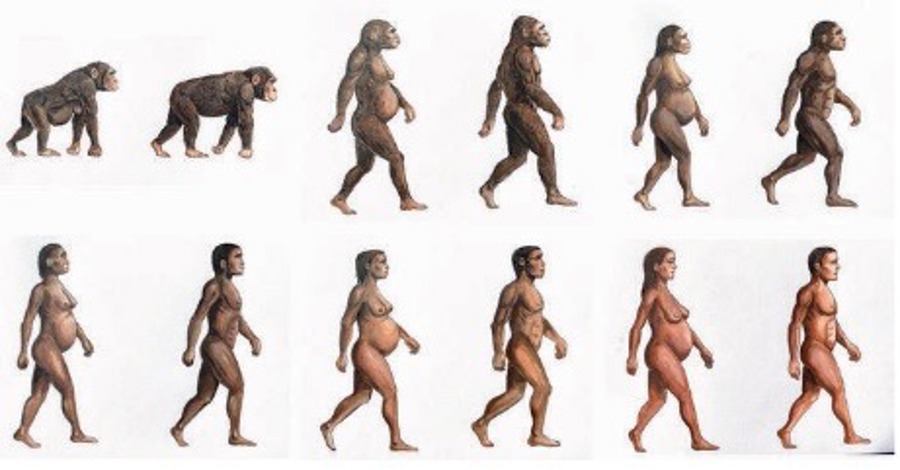 Los azúcares naturales han sido fundamentales para la evolución del cerebro humano