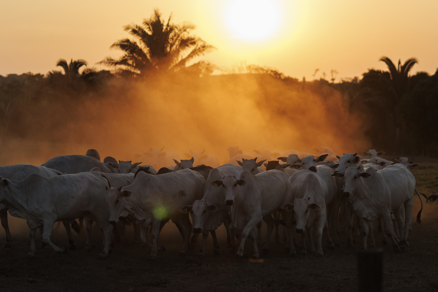 Brasil puede reducir el metano de la ganadería con cambios en el manejo del ganado